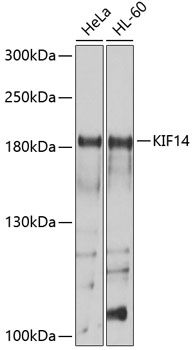 KIF14 antibody