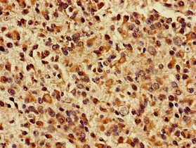 KIF17 Antibody