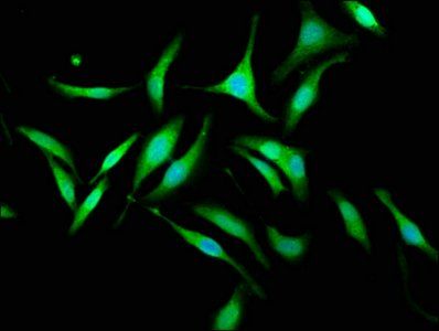 KIF1BP Antibody
