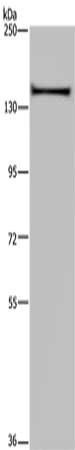 KIF1C antibody