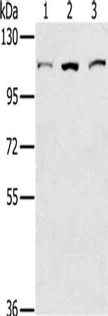 KIF20A Antibody