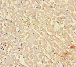KIF24 Antibody