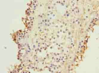 KIF26B antibody