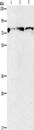 KIF3A Antibody
