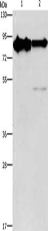 KIF3A Antibody