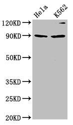 KIF3C antibody