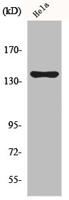 KIF4A Antibody