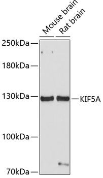KIF5A antibody