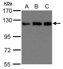 KIF5B antibody [C3], C-term