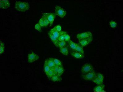 KIFAP3 Antibody