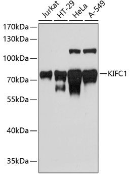 KIFC1 antibody
