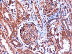 Goat anti-Kinesin 1 / UKHC Antibody