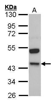 Kininogen 1 antibody