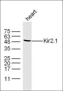 Kir2.1 antibody