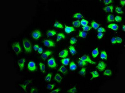 KIR2DL2 Antibody