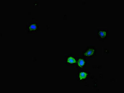 KIR2DL3 antibody