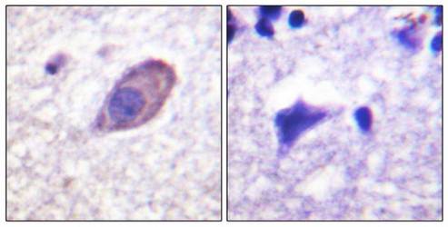 Kir5.1 (Ab-416) Antibody