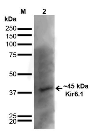 Kir6.1 Antibody