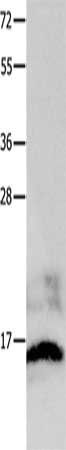 KISS1 Antibody