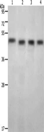 KISS1R antibody