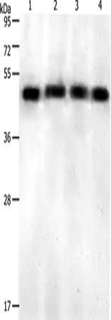 KISS1R antibody