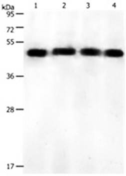 KISS1R Rabbit Polyclonal Antibody