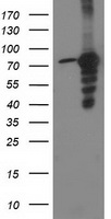 UHMK1 Antibody