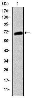 KIT Antibody