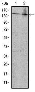 KIT Antibody