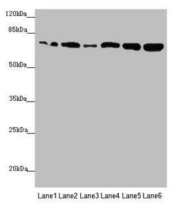 KIZ antibody