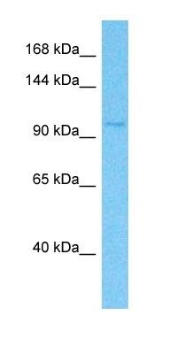 KLB antibody