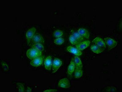 KLB Antibody