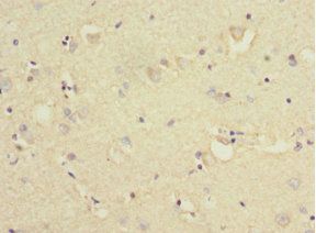 KLC1 Antibody