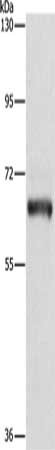 KLC1 Antibody