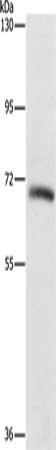 KLC1 Antibody