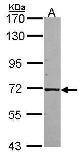 isovaleryl-CoA dehydrogenase Antibody