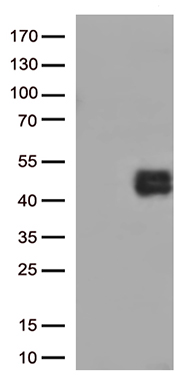 KLC2 Antibody