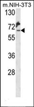 KLC2 antibody