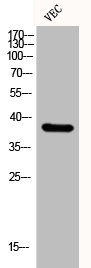 KLF1/KLF5/KLF7 Antibody