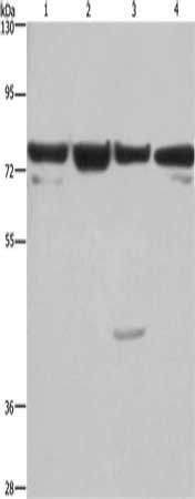 KLF11 Antibody