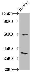 KLF13 Antibody