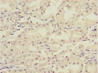 KLF15 Antibody