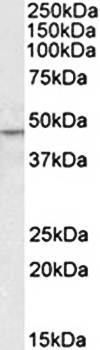 Goat anti-KLF15 Antibody