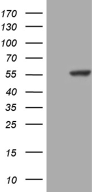 KLF2 Antibody
