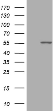 KLF2 Antibody
