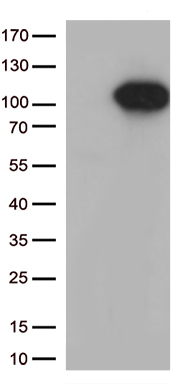KLF2 Antibody