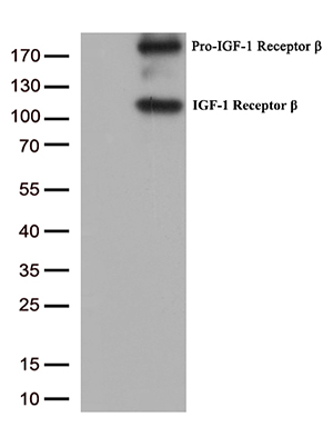KLF2 Antibody