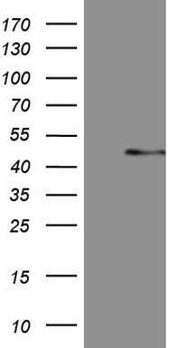 KLF2 Antibody