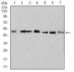 KLF2 Antibody