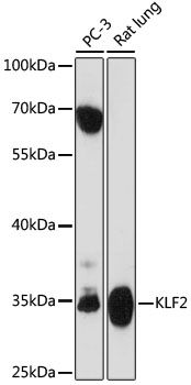 KLF2 antibody
